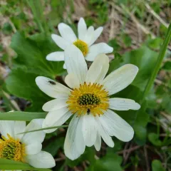 white marsh marigold thumbnail 3