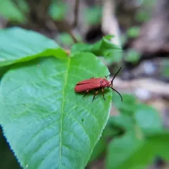 Punicealis hamata thumbnail 1