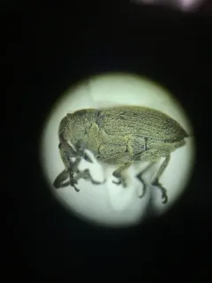 Cabbage seed Weevil thumbnail 4