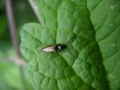 Oestodes tenuicollis thumbnail 3