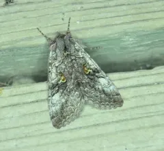 Spruce False Looper Moth thumbnail 4