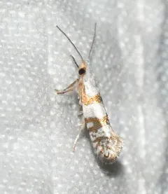 Argyresthia annettella thumbnail 4