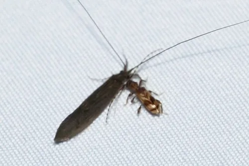 Beige Longhorned Beetle