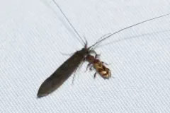 Beige Longhorned Beetle thumbnail 1
