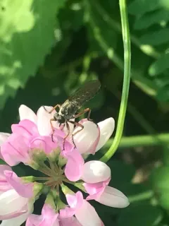 Neomochtherus pallipes thumbnail 2