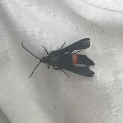 Peachtree Borer Moth thumbnail 4