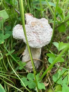 Mycogone rosea thumbnail 3