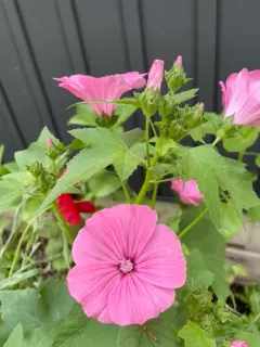 Royal Mallow thumbnail 1