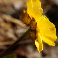Snowy Buttercup thumbnail 1