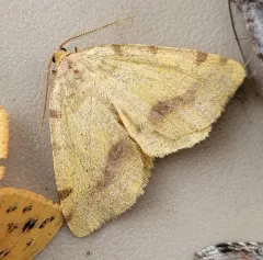 Macaria occiduaria thumbnail 1