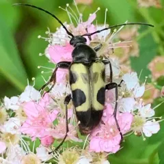 Chestnut Longhorn Beetle thumbnail 4