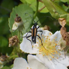 Strangalepta Flower Longhorn Beetle thumbnail 1