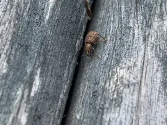 Otiorhynchus carinatopunctatus thumbnail 2