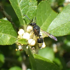 Wall Mason Wasp thumbnail 1