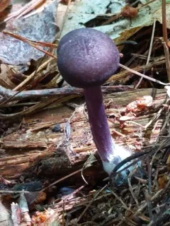 violet pinkgill thumbnail 3