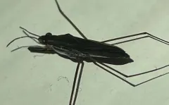 Gerris argenticollis thumbnail 4