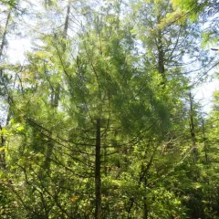 western white pine thumbnail 3