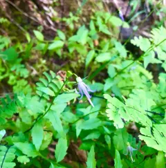 California Harebell thumbnail 4