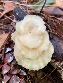 Neofavolus suavissimus thumbnail 2