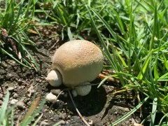 Lycoperdon flavotinctum thumbnail 3