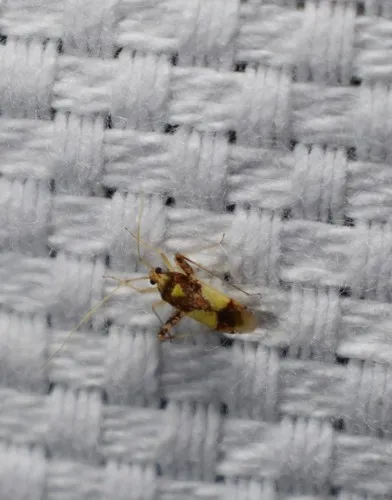 Phytocoris luteolus