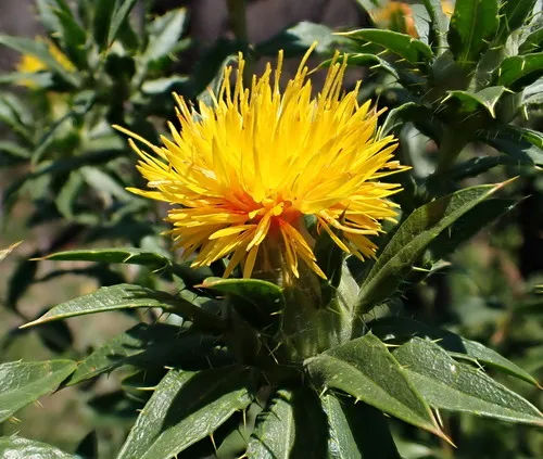 Safflower