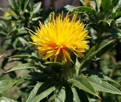 Safflower thumbnail 1