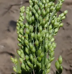 Proso Millet thumbnail 2