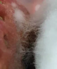 grey fruit mould thumbnail 3