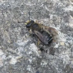 Frigid Leafcutter Bee thumbnail 2