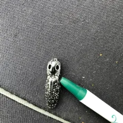 Eastern Eyed Click Beetle thumbnail 4