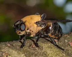 Cuterebra abdominalis thumbnail 3