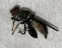 Dusky-banded Leafwalker thumbnail 3