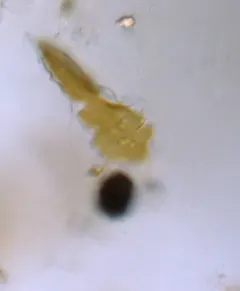 Entomoneis ornata thumbnail 2
