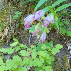 Woodland Beardtongue thumbnail 4