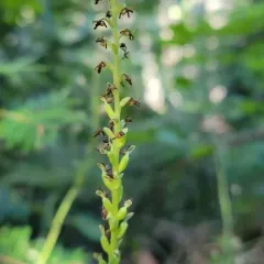 Alaska Rein Orchid thumbnail 1