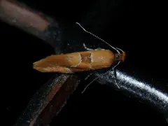 Beautiful Dafa Moth thumbnail 3