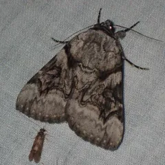 Three-staff Underwing thumbnail 4