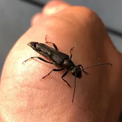 Ladder-marked Longhorn Beetle thumbnail 2