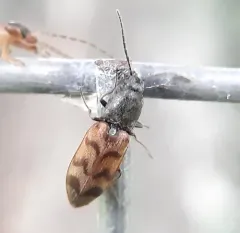 Three-spotted Click Beetle thumbnail 2