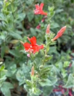 California fuchsia thumbnail 3