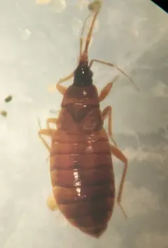 Xylocoris cursitans thumbnail 2