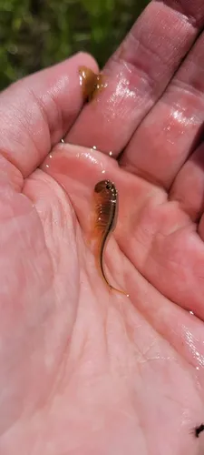 Colorado Spiny Tailed Fairy Shrimp
