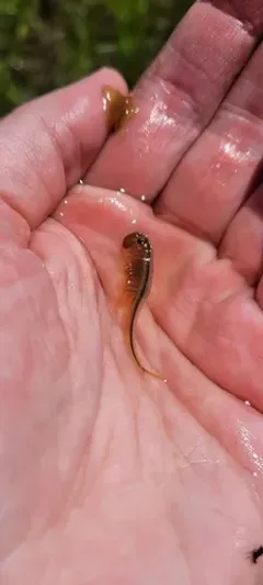 Colorado Spiny Tailed Fairy Shrimp thumbnail 1