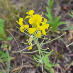 Prairie-rocket Wallflower thumbnail 2