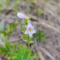Lilac Penstemon thumbnail 4