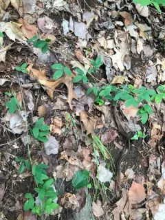 trailing lespedeza thumbnail 3