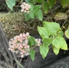 Western Snakeroot thumbnail 3
