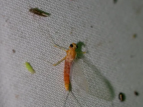 Epeorus vitreus
