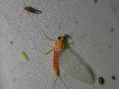 Epeorus vitreus thumbnail 1